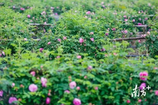 永宁社区：洪拳铸敢闯风骨 荼薇扬慈善侨韵｜风韵南粤·文化兴城侨村行⑫-小辉娱乐网