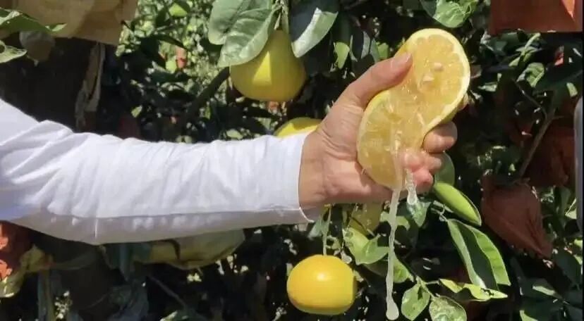 VC丰富还养颜轻脂，这是报恩水果啊！-小辉娱乐网