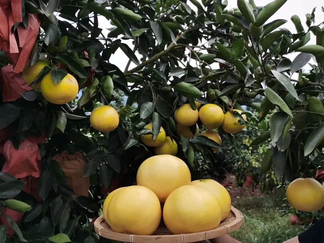 VC丰富还养颜轻脂，这是报恩水果啊！