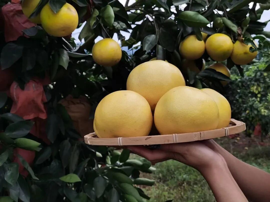 VC丰富还养颜轻脂，这是报恩水果啊！-小辉娱乐网