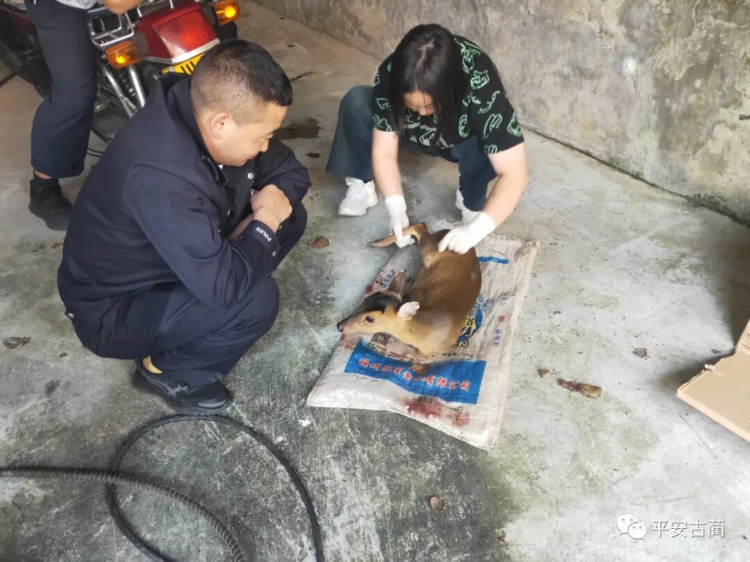 萌趣又正义！泸州警方救下麂鹿、猫头鹰、黑熊等多种野生动物-小辉娱乐网