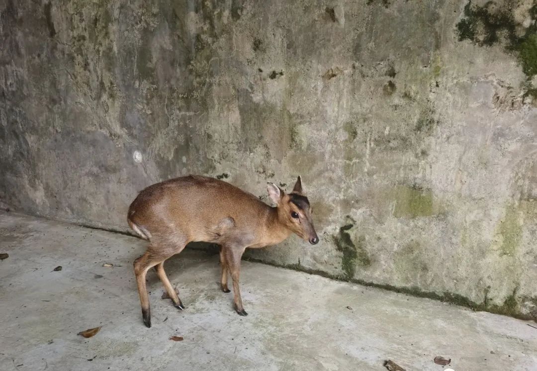 萌趣又正义！泸州警方救下麂鹿、猫头鹰、黑熊等多种野生动物