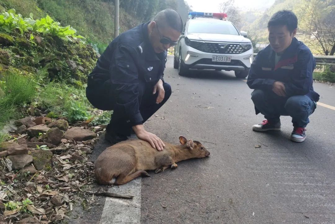 萌趣又正义！泸州警方救下麂鹿、猫头鹰、黑熊等多种野生动物