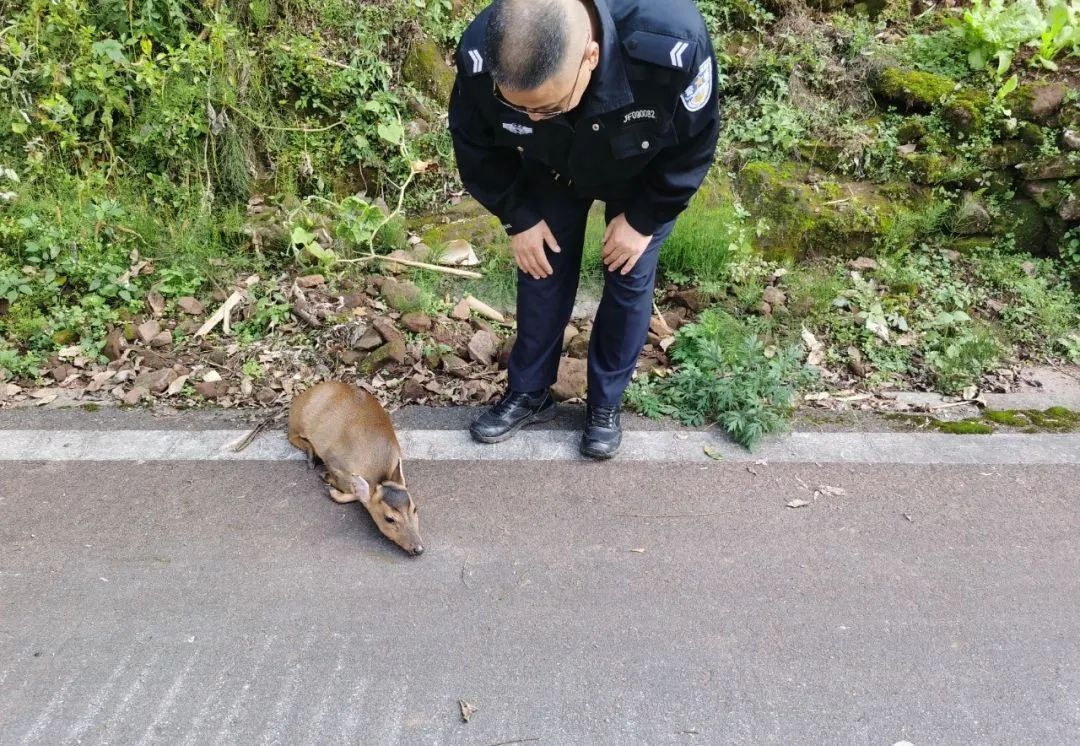 萌趣又正义！泸州警方救下麂鹿、猫头鹰、黑熊等多种野生动物
