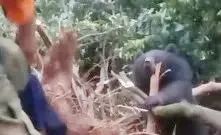 萌趣又正义！泸州警方救下麂鹿、猫头鹰、黑熊等多种野生动物