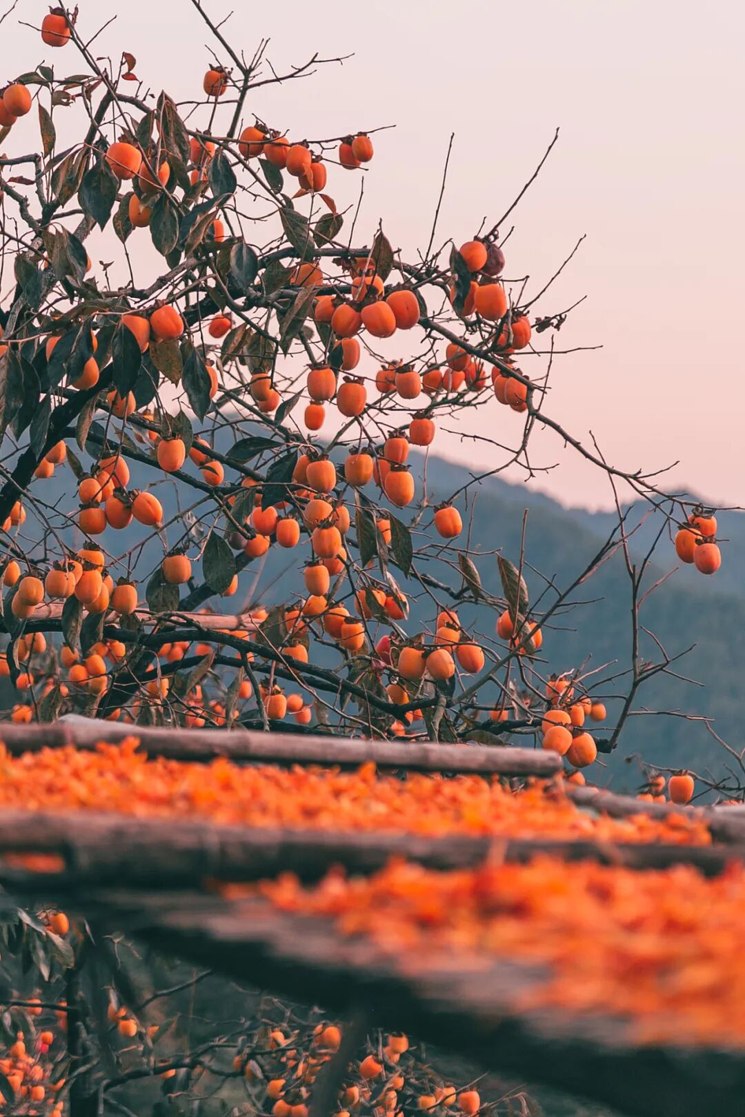 0点20分，婺源迎来……-小辉娱乐网