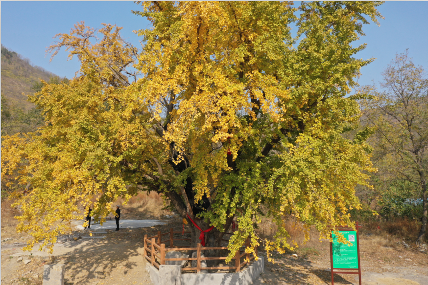 费县有一种美，叫满城尽带黄金甲-小辉娱乐网