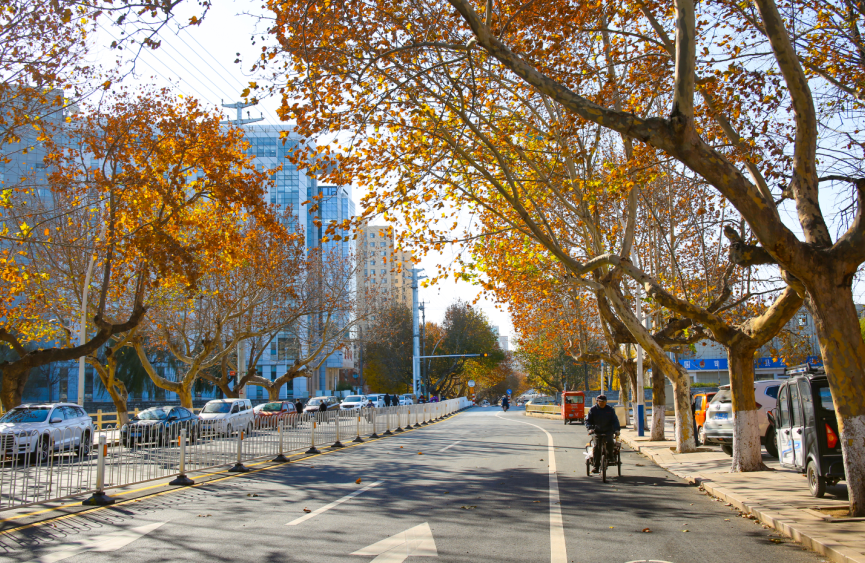 费县有一种美，叫满城尽带黄金甲-小辉娱乐网