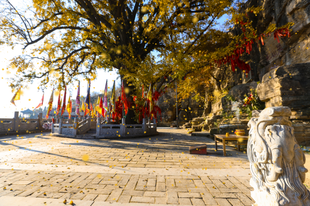 费县有一种美，叫满城尽带黄金甲-小辉娱乐网