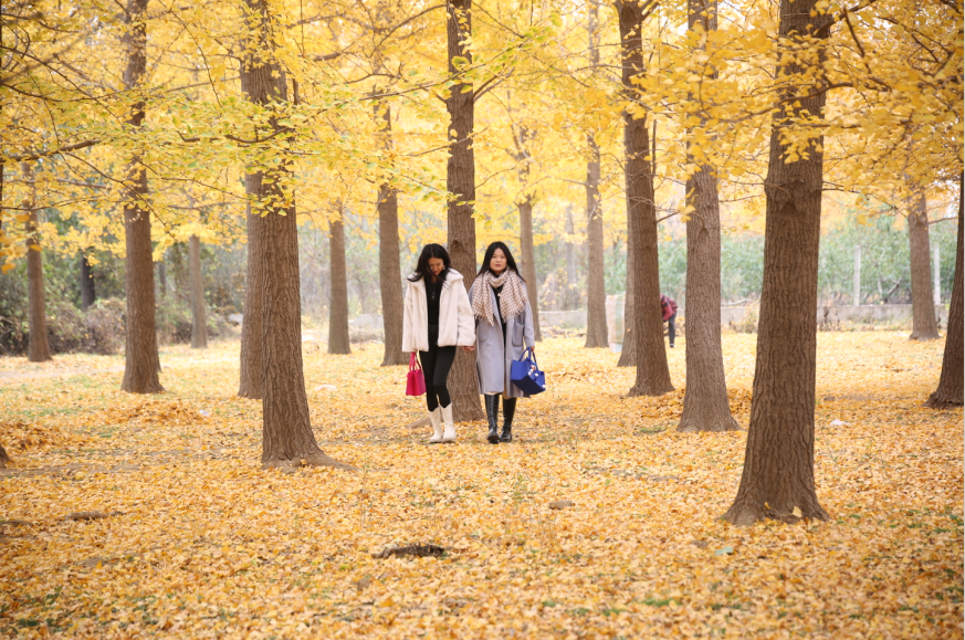 费县有一种美，叫满城尽带黄金甲-小辉娱乐网