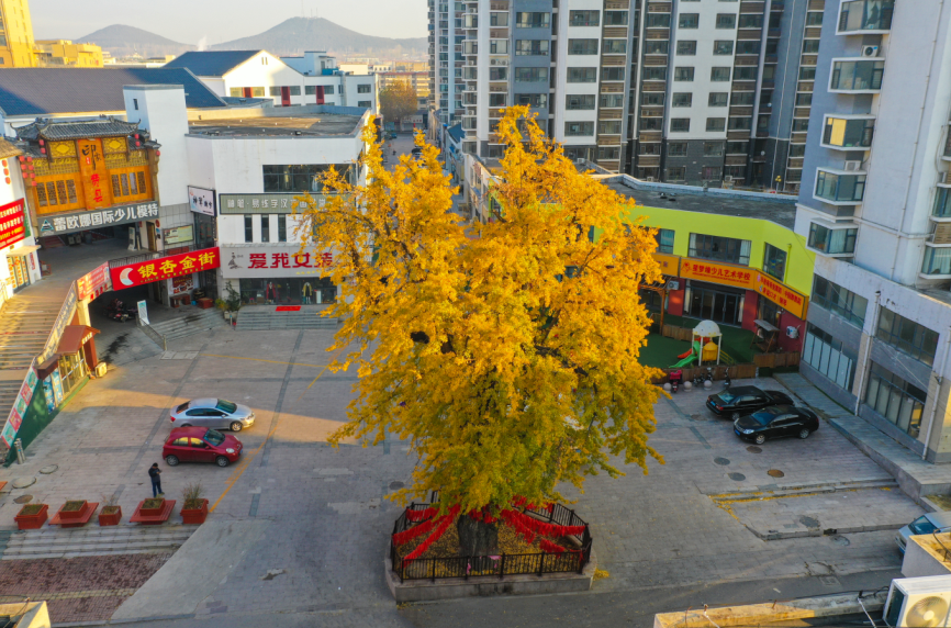 费县有一种美，叫满城尽带黄金甲-小辉娱乐网