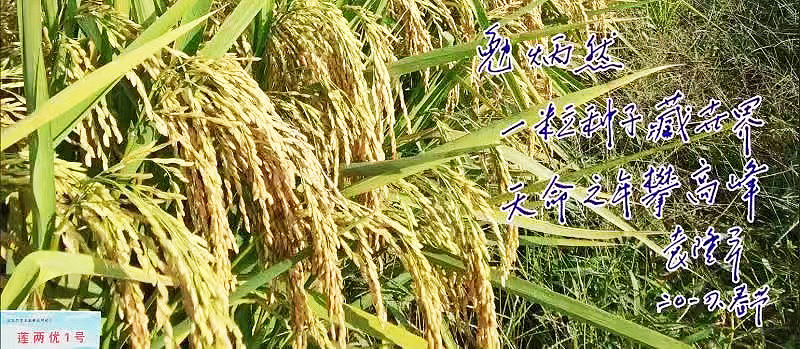 英语十级，排球王子，不爱出名有“偶像包袱”……他还是“杂交水稻之父”！-小辉娱乐网