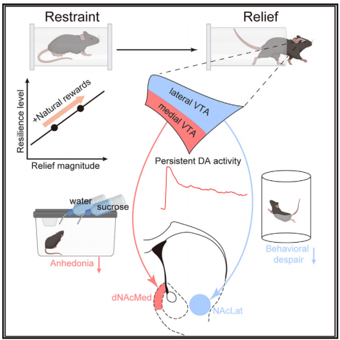 糖是享受人生之十：吃糖抗压抗抑郁-小辉娱乐网