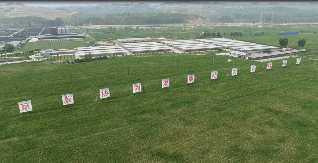 经济强省 美丽河北·一线观察丨阜平县：飞“鸽”送来新“硒”望