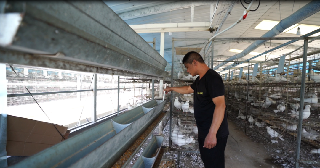 经济强省 美丽河北·一线观察丨阜平县：飞“鸽”送来新“硒”望