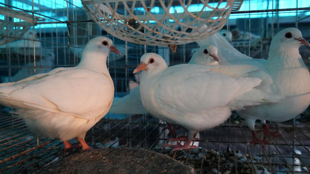 经济强省 美丽河北·一线观察丨阜平县：飞“鸽”送来新“硒”望-小辉娱乐网