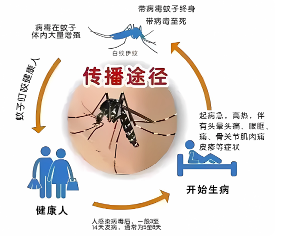 警惕！登革热高发期，预防是关键！-小辉娱乐网