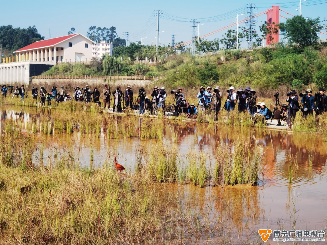 南宁这只鸟太“红”了！很多人从全国各地赶来看它→-小辉娱乐网