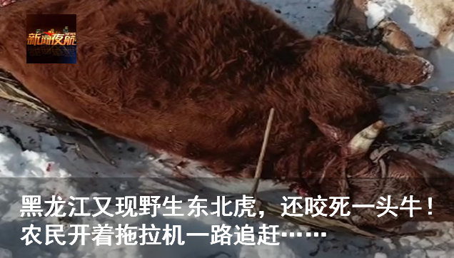 路上撞翻野猪被判全责！网友：猪没事就行-小辉娱乐网